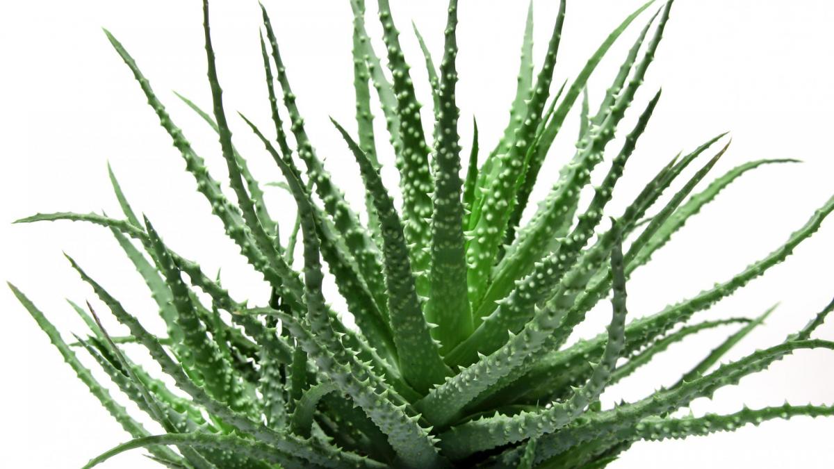 Aloe vera 3